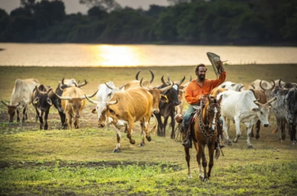Pantanal: Sucesso faz novela esgotar espaços comerciais e deixa Globo faturar R$ 237 milhões