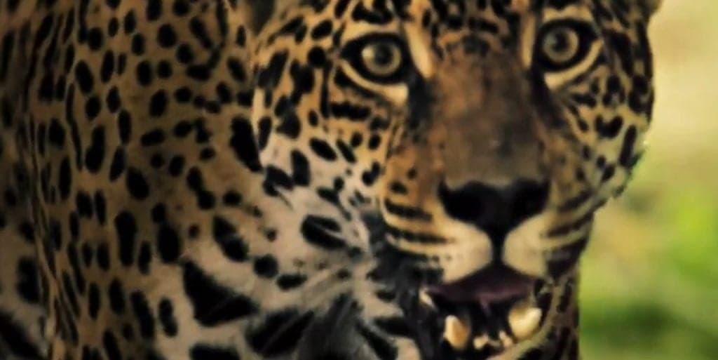 Pantanal: Ilusão ou real? Descubra "quem é" a onça-pintada da novela
