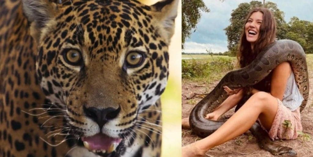 Pantanal: Novela utiliza efeito especial para ter sucuri 'sanguinária' e onça 'emotiva'; veja