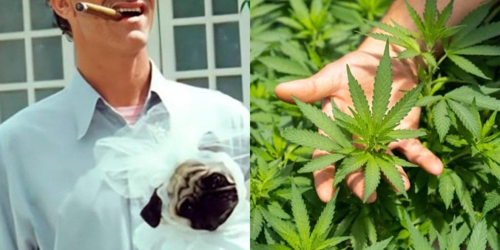 Ator da Globo desiste de viver por causa de dor, recebe desfecho de médico e abandona TV por maconha