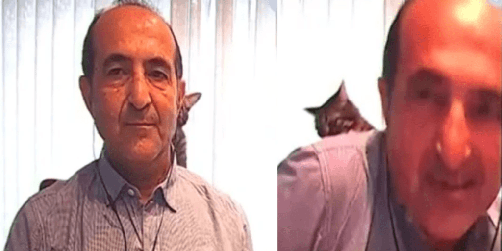 Apresentador é interrompido com tapa na cara de gato e transmissão é cortada às pressas; situação inesperada