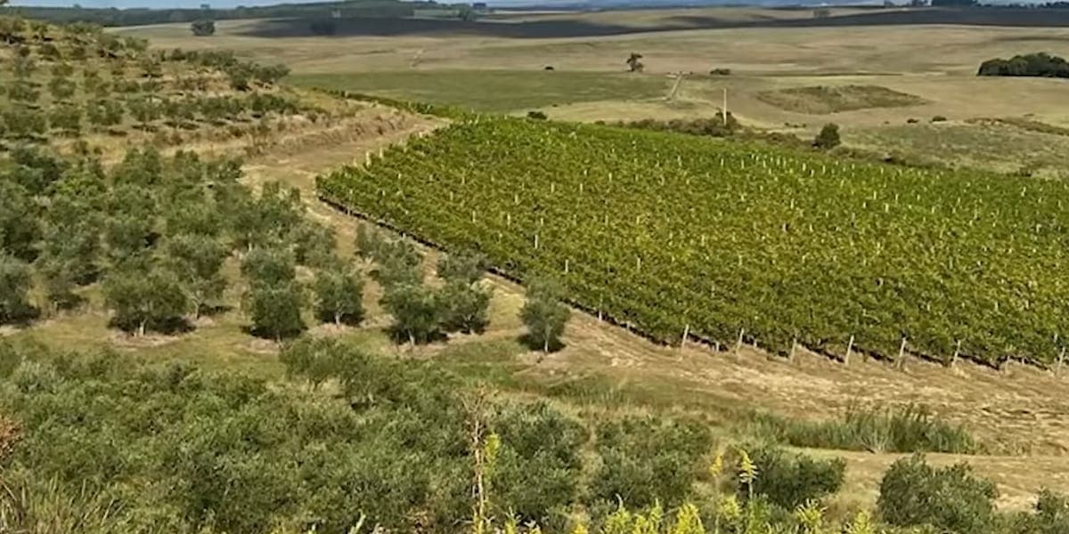 Fazenda Galvão Bueno (Reprodução: Youtube)