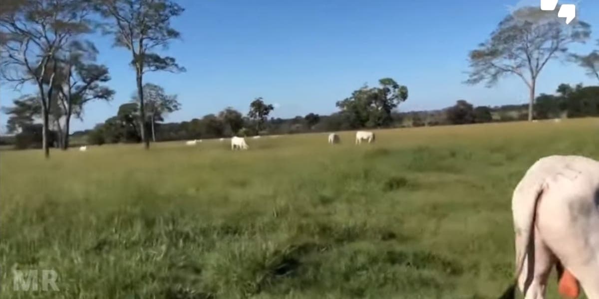São milhares de hectares e mais de R$270 milhões de valor estimado (Reprodução: Youtube)