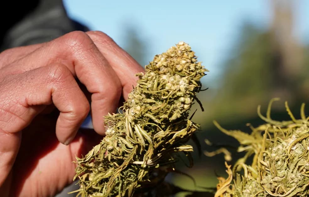 Exemplar de uma flor da planta cannabis — Foto: Stringer/REUTERS/Arquivo