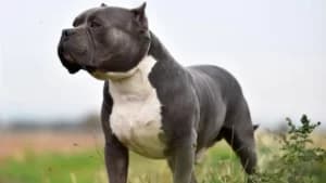 Bully XL - Foto G1 Bully XL - Foto G1