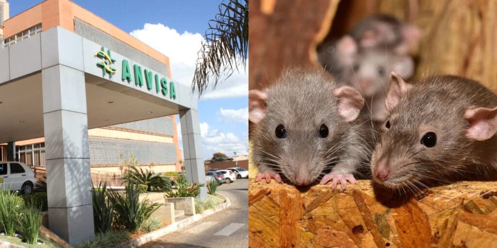 Fezes de rato: A marca famosa de molho, milho, Ketchup e mais, autuada de forma emergencial pela Anvisa