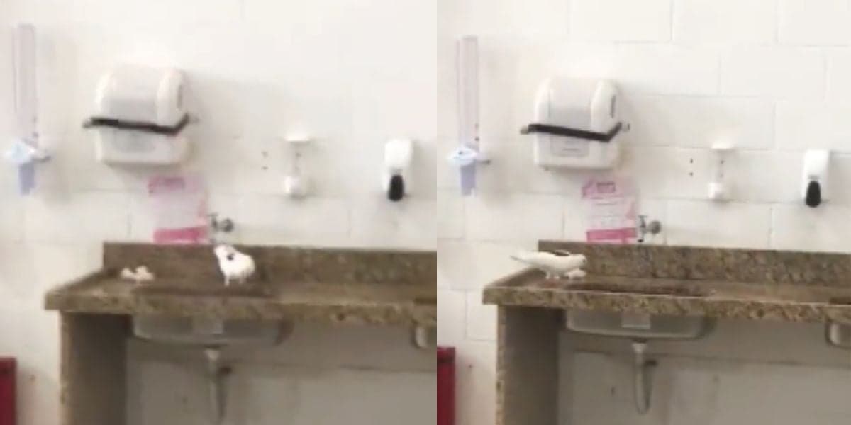 Pombo em pia (Foto: Reprodução / Gabriel Perline do IG)