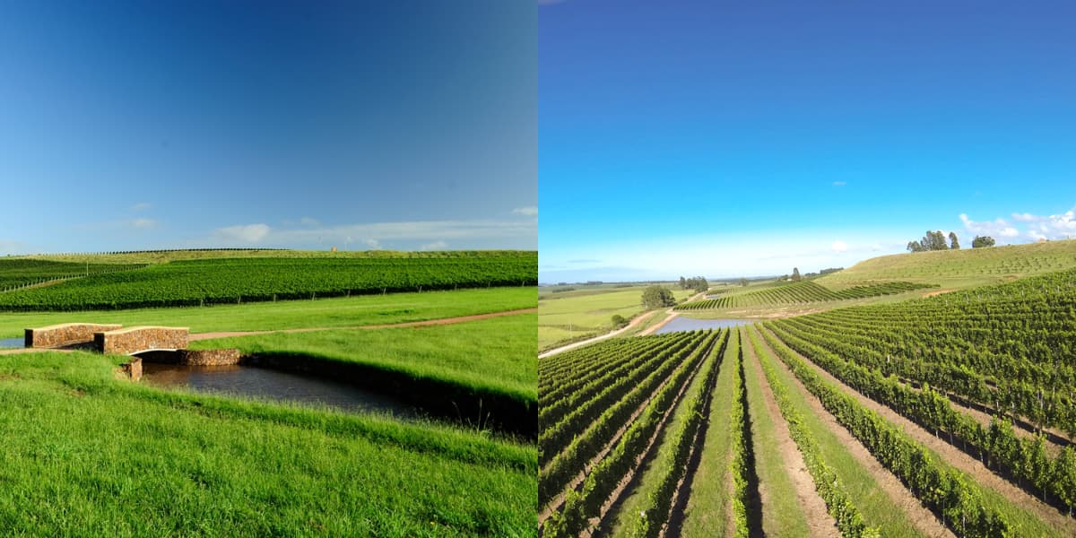 Vinícola de Galvão Bueno (Foto: Divulgação)