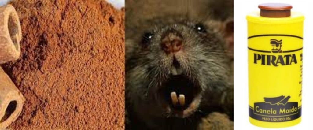 Anvisa proibiu venda de canela moída (Foto: Reprodução / Internet)