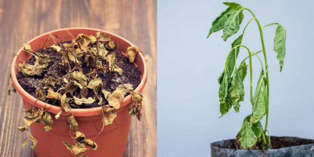 Segredo VALIOSO: Ressuscite plantas mortas ou secas em segundos FAZENDO simplesmente isso