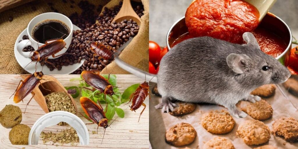 Nojento: Barata e coco de rato em café, molho, biscoito e orégano que podem estar na sua casa agora