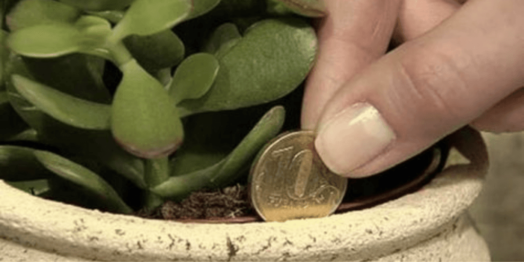 Você milionário em 2024: 3 plantas obrigatórias para se ter em casa e atrair MUITO dinheiro ao seu bolso