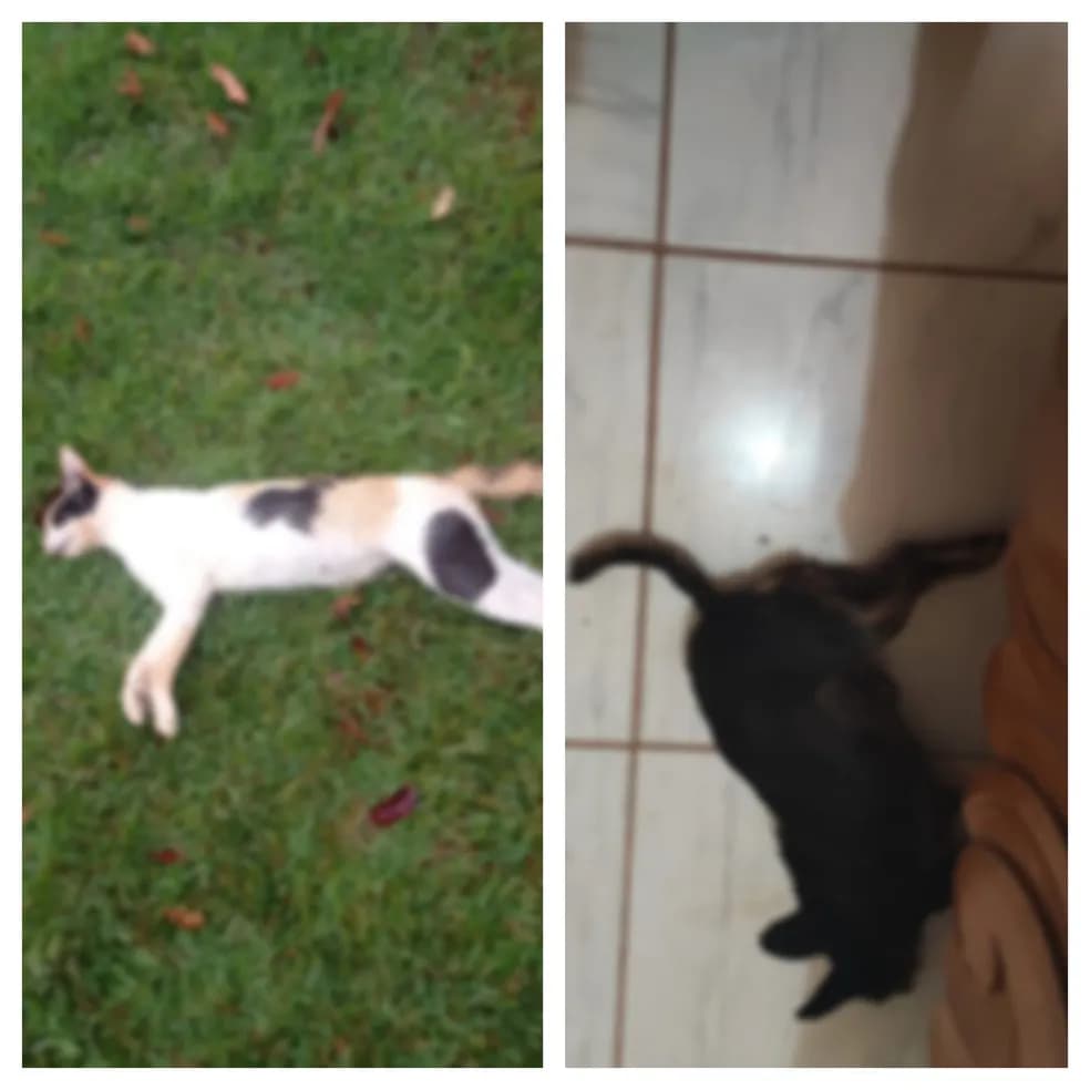 Gato e cachorro encontrados mortos ajudaram polícia a descobrir homicídio (Foto: Reprodução/ Internet)