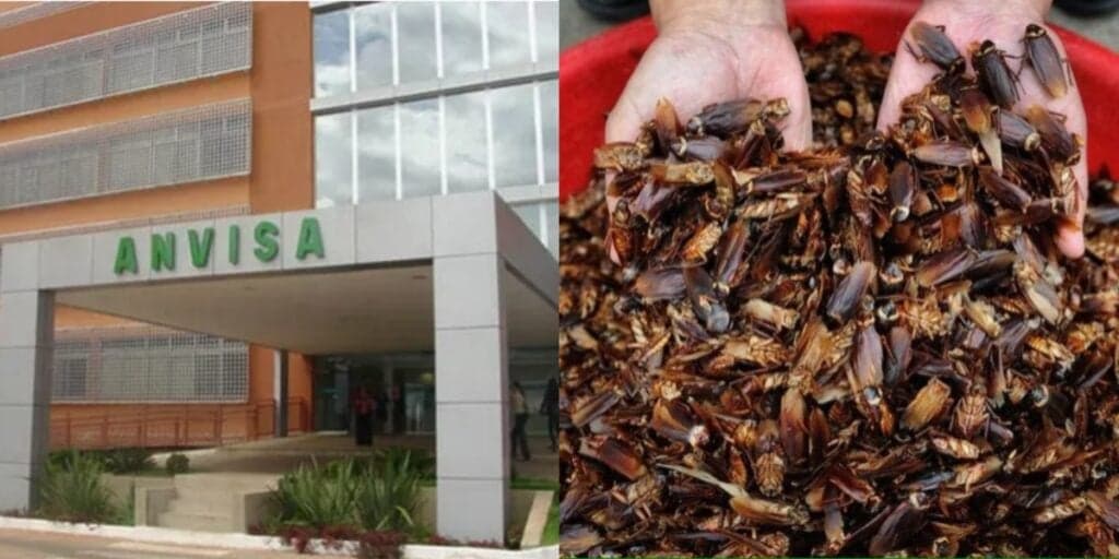 Baratas, tuberculose e risco de vida: A interdição às pressas da ANVISA contra 4 restaurante amados