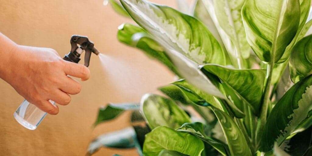 Mais verdes e saudáveis: 2 ingredientes mágicos e baratinhos pra deixar suas PLANTAS como você nunca viu