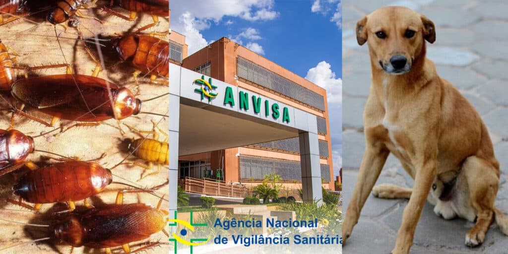 Baratas e carne de cachorro: 5 interdições da ANVISA, incluindo restaurante famoso dos shoppings, por nojeira
