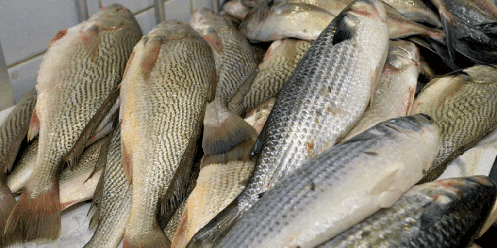 Vômito e diarreia: A retirada às pressas da ANVISA de marca de peixe dos mercados e situação em 2024