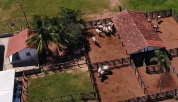 Ele cria gados na propriedade (Foto: Reprodução/ Internet)