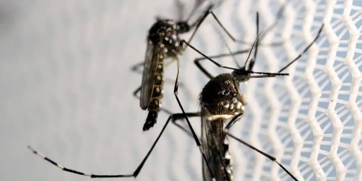 Jornal Nacional, William Bonner, dengue