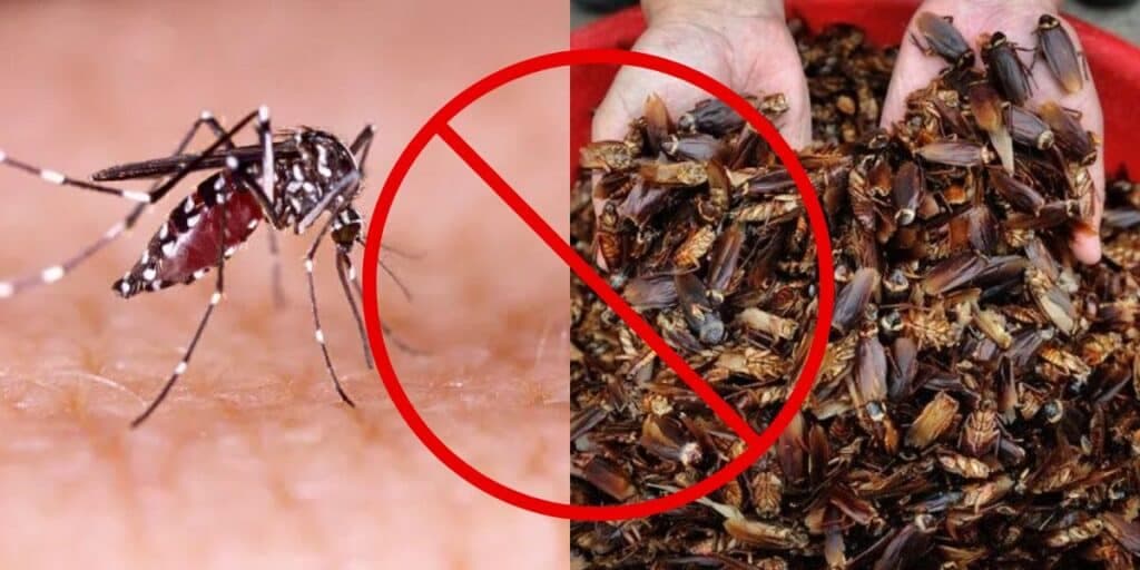 Baratas, formigas e até o mosquito da dengue exterminados: Receita da vovó acaba com as pragas em 5 passos