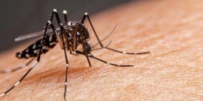 Truques para se livrar da picada da dengue e mosquitos (Foto: Reprodução/ Internet)