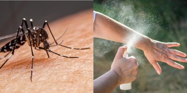 Protegido e livre das picadas: 3 truques caseiros para você se livrar da dengue e dos mosquitos