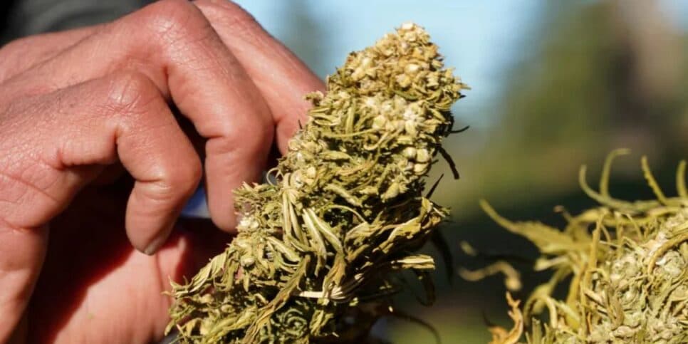 Cannabis in natura tem sua importação proibida (Reprodução/Foto: Stringer/REUTERS/Arquivo)