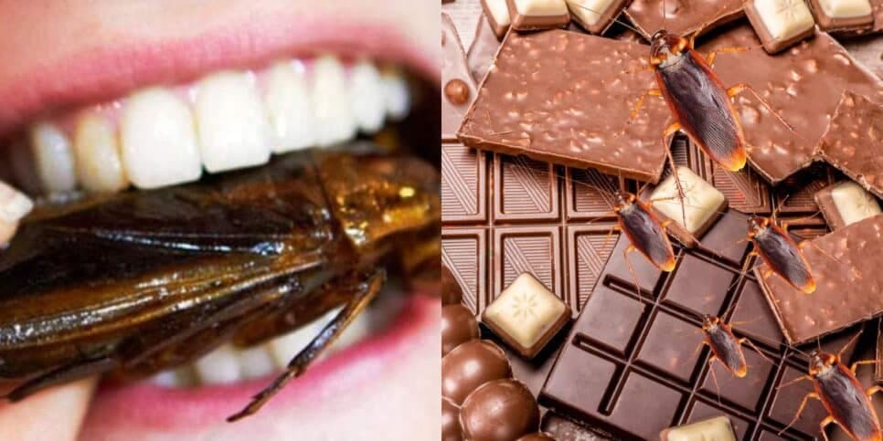 8 pedaços de baratas no chocolate e insetos: Item mais amado nos mercados tem descoberta nojenta e urgente