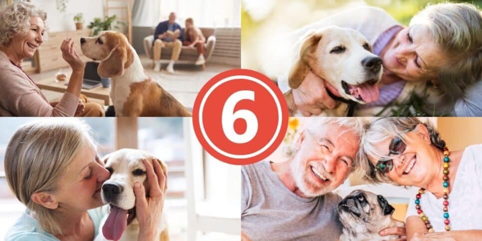 Fim da solidão para idosos 65+: 6 raças de cachorro mais companheiras e comportadas para adotar na 3ª idade