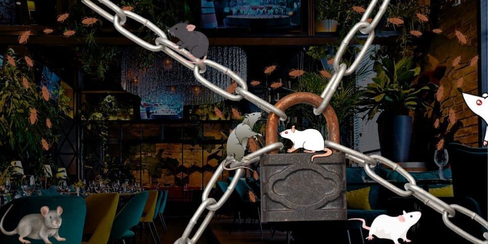 Ratos, baratas e nojeira: A interdição urgente de 3 restaurantes populares após flagra fatal da Vigilância