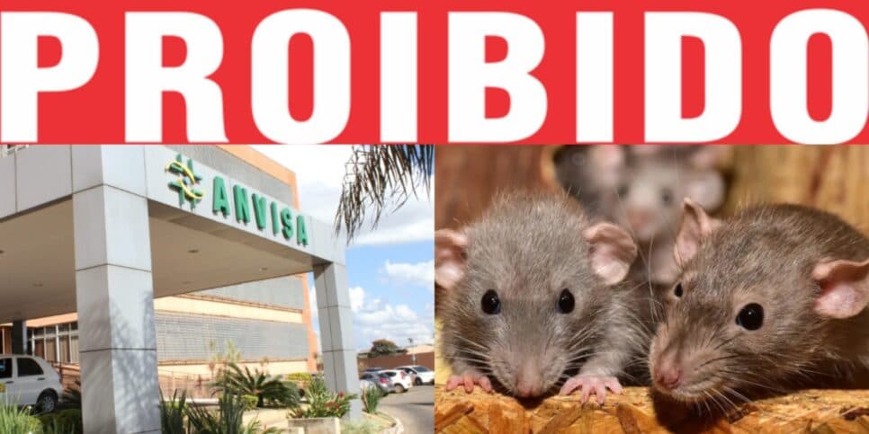 Fezes de roedores, rato vivo e ordem urgente da ANVISA: A proibição às pressas de gigante das carnes por nojeira