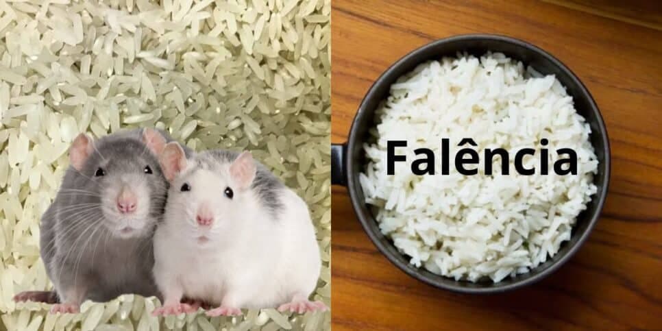Contaminação por rato, falência e adeus aos mercados: O escândalo de 2 marcas gigantes de ARROZ no Brasil