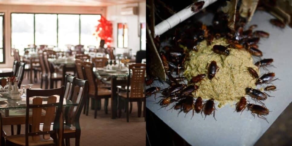 Infestação de baratas e gritaria: Fechamento de restaurante popular após flagra da Vigilância apavora clientes
