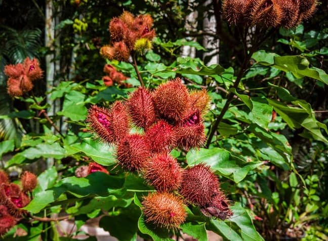 Urucum (Foto: Reprodução / Diário do Nordeste) 

