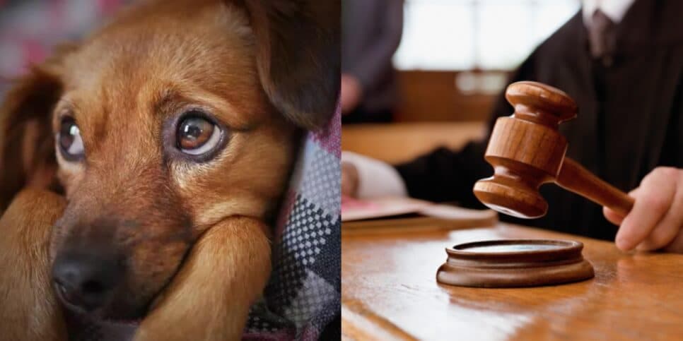“Está proibido”: Globo acaba de confirmar nova LEI urgente que atinge em cheio todos donos de animais