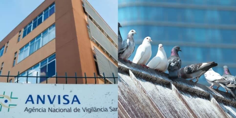 Marmita com carne de pombo: Anvisa interdita restaurante popular às pressas por escândalo de nojeira