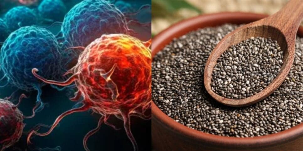 Revelada a super semente que combate o câncer e ainda é capaz de sugar o açúcar do sangue