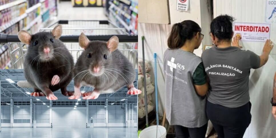 Infestação: Anvisa interdita fábrica tradicional e mercado popular em SP por flagra de nojeira