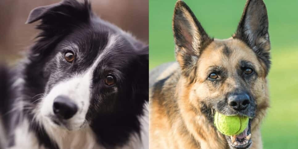 4 raças de cachorros mais inteligente do mundo: Uma é a mais amada dos famosos no Brasil