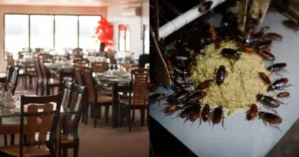 Barata na pizza e revolta: Famosa rede de pizzarias é exposta e cliente divulga imagem nojenta