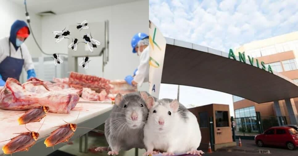 Ratos e baratas: Anvisa fecha açougue famosos às pressas após 3 nojeiras incluindo CARNE PODRE