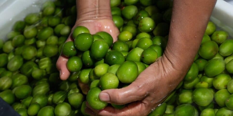 A fruta de umbu ajuda na produção de colágeno e aumento de imunidade (Foto Reprodução/Internet) A fruta de umbu ajuda na produção de colágeno e aumento de imunidade (Foto Reprodução/Internet)