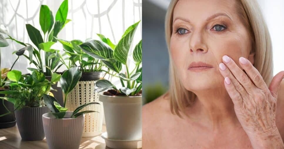 Rostinho jovem eternamente: Planta rejuvenescedora acaba com rugas e manchas em 7 minutos