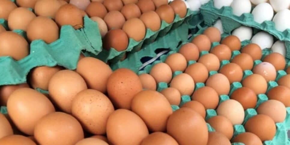 Ovos terão que ter registro impresso na casca (Foto Reprodução/Giro News) Ovos terão que ter registro impresso na casca (Foto Reprodução/Giro News)
