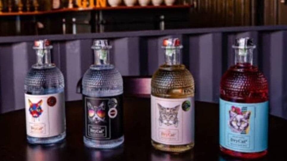 Marca de bebidas destiladas DryCat (Foto: Reprodução/ Instagram, Divulgação)