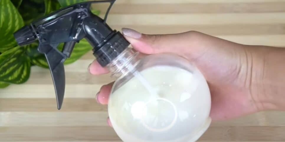 Aplicação de receita caseira para manter o cabelo mais alinhado (Foto: Internet)