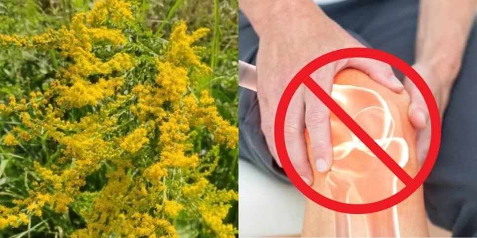 Salvação das 60+: Planta natural traz fim da artrite, dores nas articulações e hemorroidas