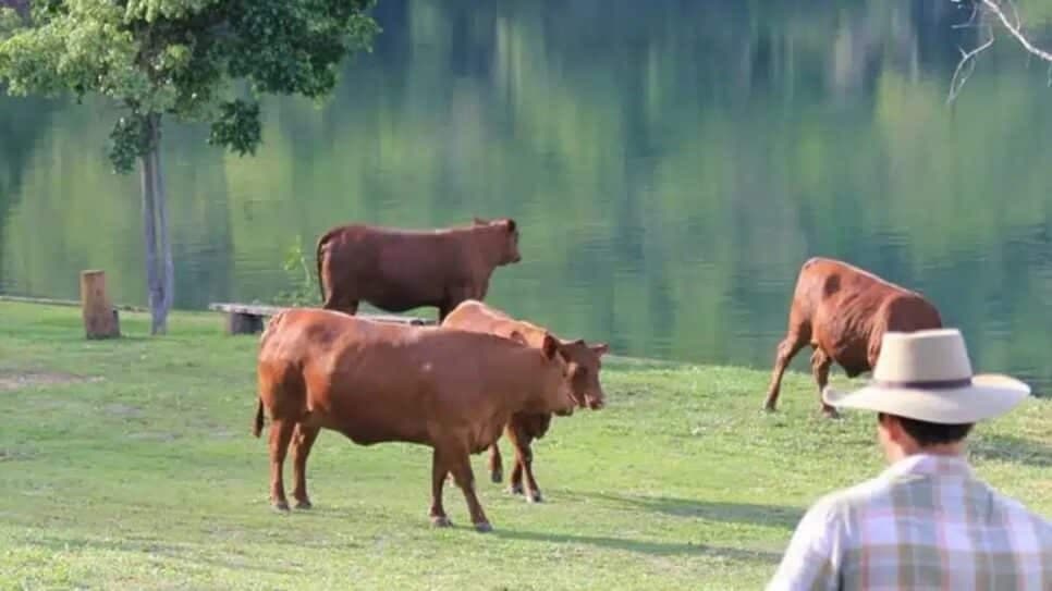 Fazenda tem lago pra pesca e criação de gados de raça nobre (Foto: Reprodução/ Instagram) Fazenda tem lago pra pesca e criação de gados de raça nobre (Foto: Reprodução/ Instagram)
