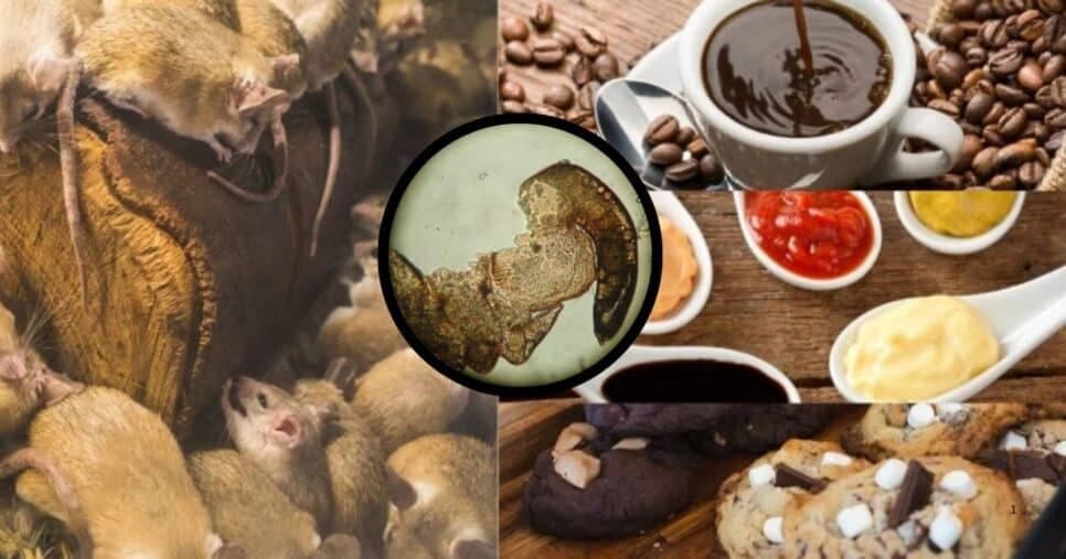 Presença de fragmentos de insetos e pelos de roedores muitas vezes são inevitáveis por uma série de fatores (Foto Reprodução/Montagem/Tv Foco/Lennita/Canva)