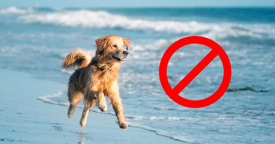 Multa imperdoável: Decreto em vigor em 2025 traz proibição em praias que atinge o bolso dos donos de pet